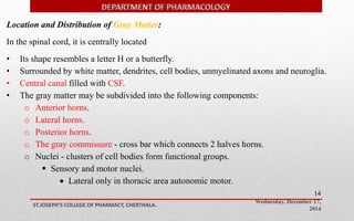 Wednesday, December 17, 
2014 
ST.JOSEPH’S COLLEGE OF PHARMACY, CHERTHALA. 
14 
Location and Distribution of Gray Matter: 
In the spinal cord, it is centrally located 
• Its shape resembles a letter H or a butterfly. 
• Surrounded by white matter, dendrites, cell bodies, unmyelinated axons and neuroglia. 
• Central canal filled with CSF. 
• The gray matter may be subdivided into the following components: 
o Anterior horns. 
o Lateral horns. 
o Posterior horns. 
o The gray commissure - cross bar which connects 2 halves horns. 
o Nuclei - clusters of cell bodies form functional groups. 
 Sensory and motor nuclei. 
 Lateral only in thoracic area autonomic motor. 
 