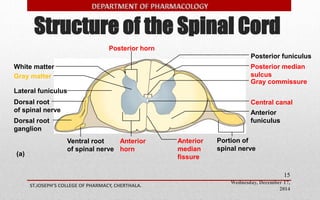 Structure of the Spinal Cord 
Posterior median 
sulcus 
Anterior 
funiculus 
Wednesday, December 17, 
2014 
ST.JOSEPH’S COLLEGE OF PHARMACY, CHERTHALA. 
15 
White matter 
Gray matter 
Lateral funiculus 
Posterior funiculus 
Gray commissure 
Central canal 
(a) 
Posterior horn 
Dorsal root 
of spinal nerve 
Dorsal root 
ganglion 
Ventral root 
of spinal nerve 
Anterior 
horn 
Anterior 
median 
fissure 
Portion of 
spinal nerve 
 