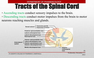 Tracts of the Spinal Cord 
• Ascending tracts conduct sensory impulses to the brain. 
• Descending tracts conduct motor impulses from the brain to motor 
neurons reaching muscles and glands. 
Wednesday, December 17, 
2014 
Fasciculus gracilis 
Fasciculus cuneatus 
Dorsal column 
Anterior spinothalamic tract 
ST.JOSEPH’S COLLEGE OF PHARMACY, CHERTHALA. 
18 
Posterior spinocerebellar tract 
Lateral corticospinal tract 
Lateral reticulospinal tract 
Rubrospinal tract 
Anterior spinocerebellar tract 
Lateral spinothalamic tract 
Anterior reticulospinal tract 
Medial reticulospinal tract 
Anterolateral 
system 
Anterior 
corticospinal 
tract 
 