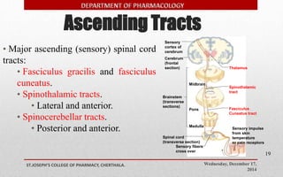 Ascending Tracts 
Wednesday, December 17, 
2014 
ST.JOSEPH’S COLLEGE OF PHARMACY, CHERTHALA. 
19 
• Major ascending (sensory) spinal cord 
tracts: 
• Fasciculus gracilis and fasciculus 
cuneatus. 
• Spinothalamic tracts. 
• Lateral and anterior. 
• Spinocerebellar tracts. 
• Posterior and anterior. 
Midbrain 
Pons 
Medulla 
Thalamus 
Sensory 
cortex of 
cerebrum 
Cerebrum 
(frontal 
section) 
Brainstem 
(transverse 
sections) 
Spinal cord 
(transverse section) 
Sensory fibers 
cross over 
Spinothalamic 
tract 
Fasciculus 
Cuneatus tract 
Sensory impulse 
from skin 
temperature 
or pain receptors 
 