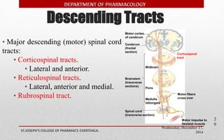 Descending Tracts 
Wednesday, December 17, 
Motor cortex 
of cerebrum 
Cerebrum 
(frontal 
section) 
2014 ST.JOSEPH’S COLLEGE OF PHARMACY, CHERTHALA. 
2 
0 
• Major descending (motor) spinal cord 
tracts: 
• Corticospinal tracts. 
• Lateral and anterior. 
• Reticulospinal tracts. 
• Lateral, anterior and medial. 
• Rubrospinal tract. 
Midbrain 
Pons 
Brainstem 
(transverse 
sections) 
Spinal cord 
(transverse section) 
Corticospinal 
tract 
Medulla 
oblongata 
Motor fibers 
cross over 
Motor impulse to 
Skeletal muscle 
 