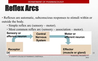 Reflex Arcs 
Wednesday, December 17, 
2014 
Sensory or 
afferent neuron 
ST.JOSEPH’S COLLEGE OF PHARMACY, CHERTHALA. 
23 
• Reflexes are automatic, subconscious responses to stimuli within or 
outside the body. 
• Simple reflex arc (sensory – motor). 
• Most common reflex arc (sensory – association – motor). 
Receptor 
(a) 
Motor or 
efferent neuron 
Central 
Nervous 
System 
Effector 
(muscle or gland) 
 