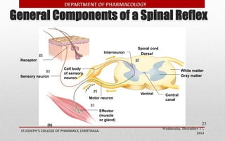General Components of a Spinal Reflex 
Wednesday, December 17, 
2014 
ST.JOSEPH’S COLLEGE OF PHARMACY, CHERTHALA. 
25 
Receptor 
Sensory neuron 
Motor neuron 
White matter 
Gray matter 
Spinal cord 
Interneuron Dorsal 
4 
5 
3 
2 
1 
(b) 
Cell body 
of sensory 
neuron 
Effector 
(muscle 
or gland) 
Central 
canal 
Ventral 
 