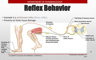 Reflex Behavior 
Cell body of sensory neuron 
Axon of sensory neuron 
Wednesday, December 17, 
2014 
ST.JOSEPH’S COLLEGE OF PHARMACY, CHERTHALA. 
27 
• Example is a withdrawal reflex (flexor reflex). 
• Prevents or limits tissue damage. 
Interneuron 
Spinal cord 
Dendrite of 
sensory 
neuron 
Pain 
receptor 
in skin 
Direction 
of impulse 
Cell body of 
motor neuron 
Axon of 
motor neuron 
Effector (flexor 
muscle contracts 
and withdraws part 
being stimulated) 
Tack 
 