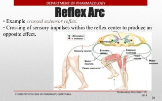 Reflex Arc 
• Example crossed extensor reflex. 
• Crossing of sensory impulses within the reflex center to produce an 
opposite effect. =Stimulation 
Wednesday, December 17, 
Sensory neuron 
2014 ST.JOSEPH’S COLLEGE OF PHARMACY, CHERTHALA. 
28 
= Inhibition 
Interneuron 
Flexor contracts 
+ 
+ 
+ 
– 
– 
– 
Motor 
neurons 
Extensor 
contracts 
Flexor 
relaxes 
Motor 
neurons 
Extensor 
relaxes 
 
