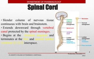 Spinal Cord 
Foramen 
magnum 
Cervical 
enlargement 
Vertebral 
canal 
Lumbar 
enlargement 
Conus 
medullaris 
Cauda equina 
Cervical 
enlargement 
Lumbar 
enlargement 
Conus 
medullaris 
Wednesday, December 17, 
2014 ST.JOSEPH’S COLLEGE OF PHARMACY, CHERTHALA. 
4 
• Slender column of nervous tissue 
continuous with brain and brainstem. 
• Extends downward through vertebral 
canal protected by the spinal meninges. 
• Begins at the foramen magnum and 
terminates at the first and second lumbar 
vertebrae (L1/L2) interspace. 
Brainstem 
Spinal cord 
(a) (b) 
Filum terminale 
 