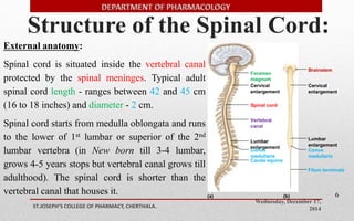 Structure of the Spinal Cord: 
Foramen 
magnum 
Cervical 
enlargement 
Vertebral 
canal 
Lumbar 
enlargement 
Conus 
medullaris 
Cauda equina 
Cervical 
enlargement 
Lumbar 
enlargement 
Conus 
medullaris 
Wednesday, December 17, 
2014 ST.JOSEPH’S COLLEGE OF PHARMACY, CHERTHALA. 
6 
Brainstem 
Spinal cord 
(a) (b) 
Filum terminale 
External anatomy: 
Spinal cord is situated inside the vertebral canal 
protected by the spinal meninges. Typical adult 
spinal cord length - ranges between 42 and 45 cm 
(16 to 18 inches) and diameter - 2 cm. 
Spinal cord starts from medulla oblongata and runs 
to the lower of 1st lumbar or superior of the 2nd 
lumbar vertebra (in New born till 3-4 lumbar, 
grows 4-5 years stops but vertebral canal grows till 
adulthood). The spinal cord is shorter than the 
vertebral canal that houses it. 
 