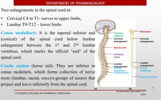 Foramen 
magnum 
Cervical 
enlargement 
Vertebral 
canal 
Lumbar 
enlargement 
Conus 
medullaris 
Cauda equina 
Cervical 
enlargement 
Lumbar 
enlargement 
Conus 
medullaris 
Wednesday, December 17, 
2014 ST.JOSEPH’S COLLEGE OF PHARMACY, CHERTHALA. 
7 
Brainstem 
Spinal cord 
(a) (b) 
Filum terminale 
Two enlargements in the spinal cord at: 
• Cervical C4 to T1- nerves to upper limbs, 
• Lumbar T9-T12 – lower limbs 
Conus medullaris: It is the tapered inferior end 
(conical) of the spinal cord below lumbar 
enlargement between the 1st and 2nd lumbar 
vertebrae, which marks the official “end” of the 
spinal cord. 
Cauda equina (horse tail): They are inferior to 
conus medularis, which forms collection of nerve 
roots (lumbar, sacral, coccyx-groups of axons) that 
project and leave inferiorly from the spinal cord. 
 