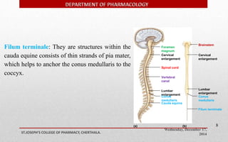 Foramen 
magnum 
Cervical 
enlargement 
Vertebral 
canal 
Lumbar 
enlargement 
Conus 
medullaris 
Cauda equina 
Cervical 
enlargement 
Lumbar 
enlargement 
Conus 
medullaris 
Wednesday, December 17, 
2014 ST.JOSEPH’S COLLEGE OF PHARMACY, CHERTHALA. 
8 
Brainstem 
Spinal cord 
(a) (b) 
Filum terminale 
Filum terminale: They are structures within the 
cauda equine consists of thin strands of pia mater, 
which helps to anchor the conus medullaris to the 
coccyx. 
 