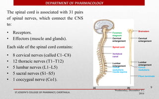 Foramen 
magnum 
Cervical 
enlargement 
Vertebral 
canal 
Lumbar 
enlargement 
Conus 
medullaris 
Cauda equina 
Cervical 
enlargement 
Lumbar 
enlargement 
Conus 
medullaris 
Wednesday, December 17, 
2014 ST.JOSEPH’S COLLEGE OF PHARMACY, CHERTHALA. 
9 
Brainstem 
Spinal cord 
(a) (b) 
Filum terminale 
The spinal cord is associated with 31 pairs 
of spinal nerves, which connect the CNS 
to: 
• Receptors. 
• Effectors (muscle and glands). 
Each side of the spinal cord contains: 
• 8 cervical nerves (called C1–C8) 
• 12 thoracic nerves (T1–T12) 
• 5 lumbar nerves (L1–L5) 
• 5 sacral nerves (S1–S5) 
• 1 coccygeal nerve (Co1). 
 