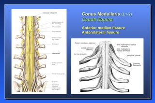 Spinal cord Anatomy by Dr. Naseer (RMC) | PPT