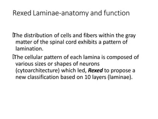 Rexed Laminae Function spinalcord-160607180314.pptx