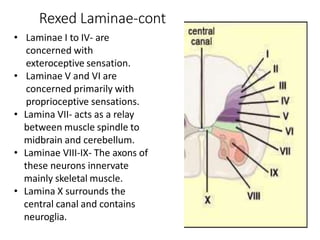 Rex Lamina spinalcord-160607180314.pptx