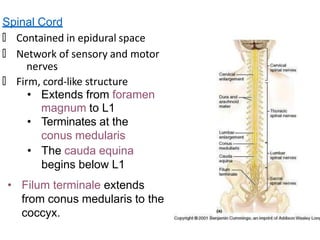 spinalcord-160607180314.pptx
