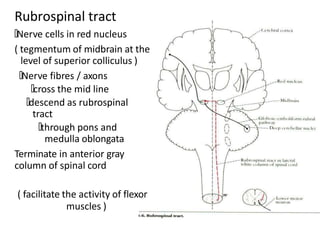 spinalcord-160607180314.pptx
