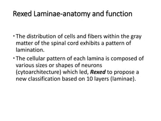Rex Lamina Spinal cord | PPTX