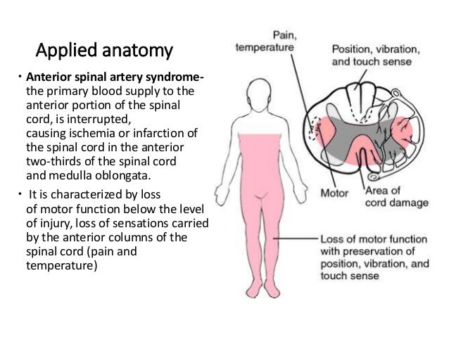 spinal cord function of spinal cord