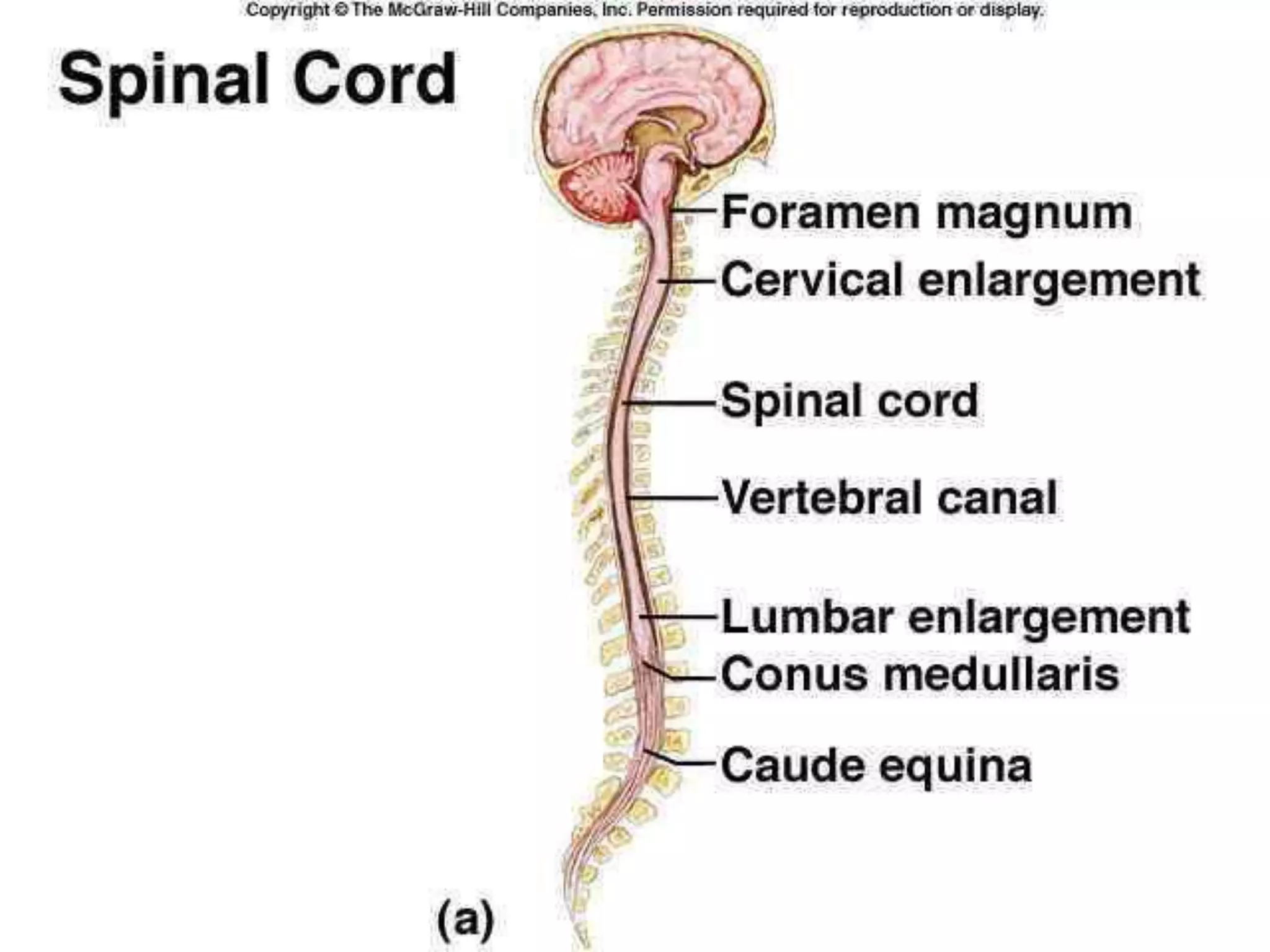Spinal cord disorders | PDF