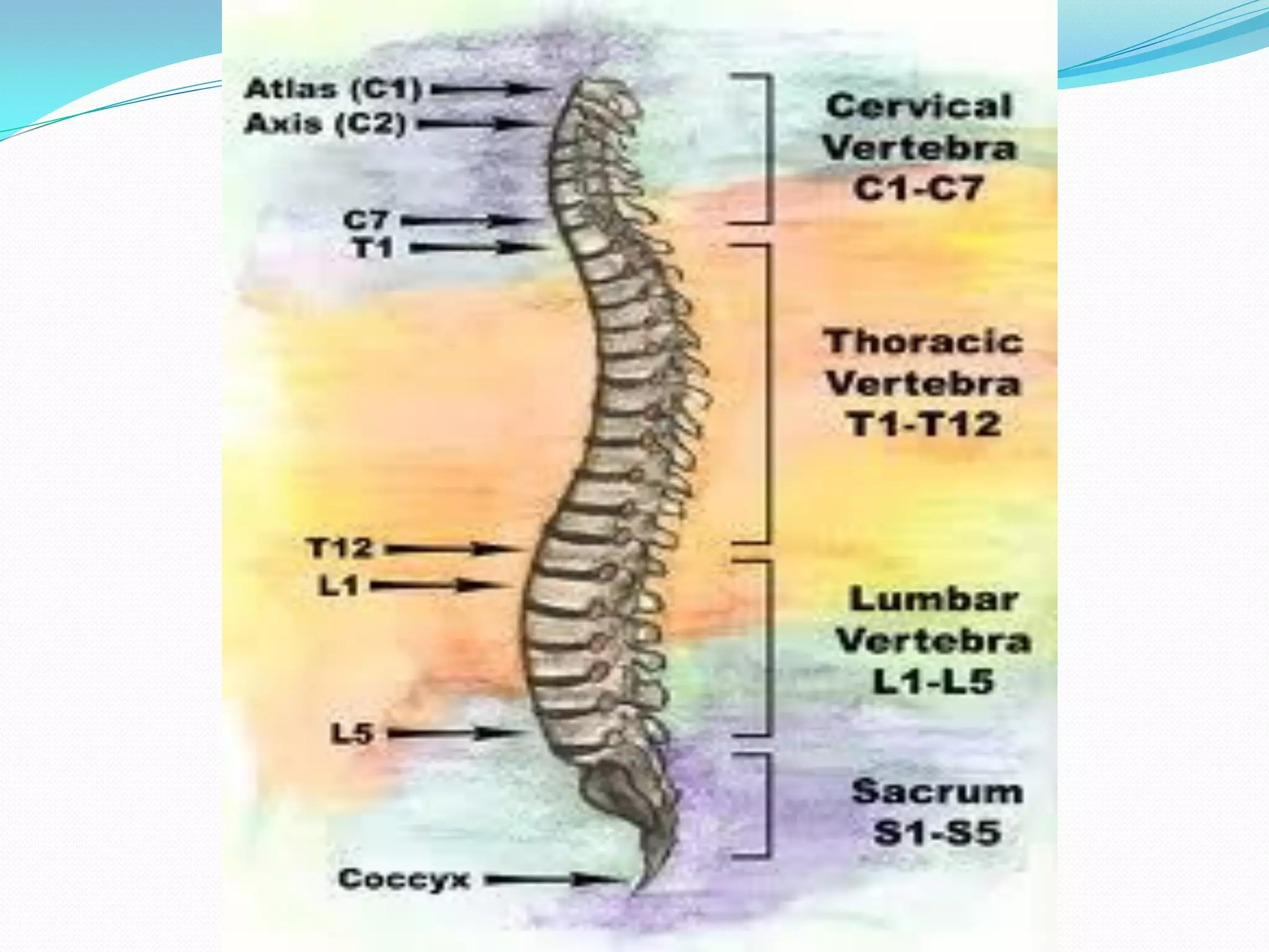 Spinal cord disorders | PDF
