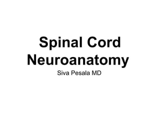 Spinal Cord
Neuroanatomy
Siva Pesala MD
 