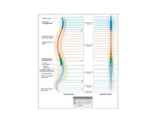 Spinal cord neuroanatomy | PPT