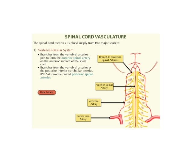 Spinal cord neuroanatomy