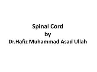 Spinal Cord
by
Dr.Hafiz Muhammad Asad Ullah
 