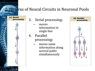 Spinal cord | PPSX
