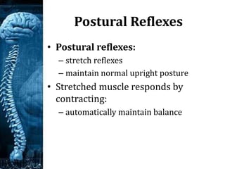 Spinal cord | PPSX