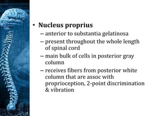 • Nucleus dorsalis (Clark’s column)
– base of posterior column
– C8 – L3 / L4
– associated with proprioceptive endings
(ne...
