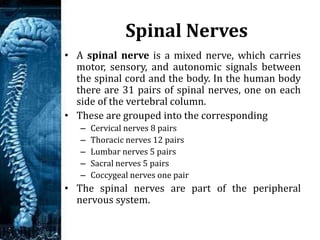 31 Pairs Of Spinal Nerves
