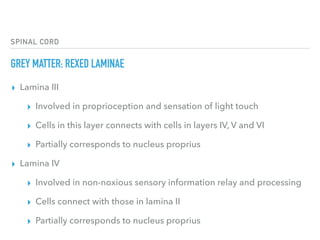 Spinal cord | PDF