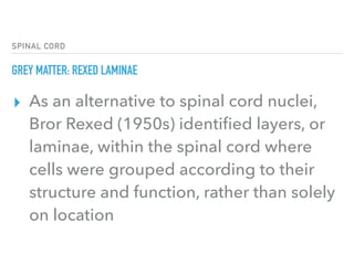 Spinal cord | PDF