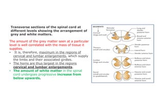 Transverse sections of the spinal cord at
different levels showing the arrangement of
grey and white matters.
The amount of the grey matter seen at a particular
level is well correlated with the mass of tissue it
supplies.
• It is, therefore, maximum in the regions of
cervical and lumbar enlargements, which supply
the limbs and their associated girdles.
• The horns are thus largest in the regions
cervical and lumbar enlargements.
• The amount of white matter in the spinal
cord undergoes progressive increase from
below upwards.
 