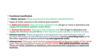 • Functional classification
• • Motor neurons: These are present in the anterior and lateral horns.
• Types of motor neurons in the anterior grey columns:
• 1. Alpha (α) neurons: They are large multipolar cells (25 µm or more in diameter) and
supply the extrafusal skeletal muscle fibres.
• 2. Gamma (γ) neurons: They are small multipolar cells (15–25 µm in diameter) and
supply the intrafusal muscle fibres of the neuromuscular spindles in skeletal muscles.
• Sensory neurons: These are present in the posterior horn and involved in relay of
sensory information to the different parts of the brain, forming ascending tracts; or to
the other segments of spinal cord forming intersegmental tracts.
• Interneurons: These are small neurons present throughout the grey matter of the spinal
cord. They connect different types of neurons, hence also called association neurons.
These are either inhibitory or excitatory, and concerned with integration of segmental
activities.
 
