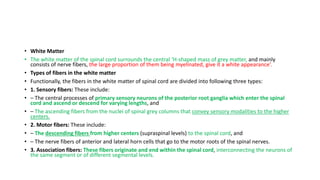 • White Matter
• The white matter of the spinal cord surrounds the central ‘H-shaped mass of grey matter, and mainly
consists of nerve fibers, the large proportion of them being myelinated, give it a white appearance’.
• Types of fibers in the white matter
• Functionally, the fibers in the white matter of spinal cord are divided into following three types:
• 1. Sensory fibers: These include:
• – The central processes of primary sensory neurons of the posterior root ganglia which enter the spinal
cord and ascend or descend for varying lengths, and
• – The ascending fibers from the nuclei of spinal grey columns that convey sensory modalities to the higher
centers.
• 2. Motor fibers: These include:
• – The descending fibers from higher centers (supraspinal levels) to the spinal cord, and
• – The nerve fibers of anterior and lateral horn cells that go to the motor roots of the spinal nerves.
• 3. Association fibers: These fibers originate and end within the spinal cord, interconnecting the neurons of
the same segment or of different segmental levels.
 