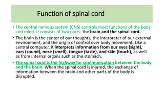 Function of spinal cord
• The central nervous system (CNS) controls most functions of the body
and mind. It consists of two parts: the brain and the spinal cord.
• The brain is the center of our thoughts, the interpreter of our external
environment, and the origin of control over body movement. Like a
central computer, it interprets information from our eyes (sight),
ears (sound), nose (smell), tongue (taste), and skin (touch), as well
as from internal organs such as the stomach.
• The spinal cord is the highway for communication between the body
and the brain. When the spinal cord is injured, the exchange of
information between the brain and other parts of the body is
disrupted.
 