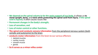 • We depend on the spinal column to be the main support of our body. It allows us to
stand upright, bend, and twist while protecting the spinal cord from injury. If the spinal
cord is injured, it often causes issues like:
• Permanent changes in the body’s strength;
• Loss of sensation; and
• Loss of motor control or other functions.
• The spinal cord conducts sensory information from the peripheral nervous system (both
somatic and autonomic) to the brain
• conducts motor information from the brain to our various effectors
• skeletal muscles
• cardiac muscle
• smooth muscle
• glands
• So it serves as a minor reflex center
 