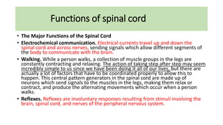 Functions of spinal cord
• The Major Functions of the Spinal Cord
• Electrochemical communication. Electrical currents travel up and down the
spinal cord and across nerves, sending signals which allow different segments of
the body to communicate with the brain.
• Walking. While a person walks, a collection of muscle groups in the legs are
constantly contracting and relaxing. The action of taking step after step may seem
incredibly simple to us since we have been doing it all of our lives, but there are
actually a lot of factors that have to be coordinated properly to allow this to
happen. This central pattern generators in the spinal cord are made up of
neurons which send signals to the muscles in the legs, making them relax or
contract, and produce the alternating movements which occur when a person
walks.
• Reflexes. Reflexes are involuntary responses resulting from stimuli involving the
brain, spinal cord, and nerves of the peripheral nervous system.
 