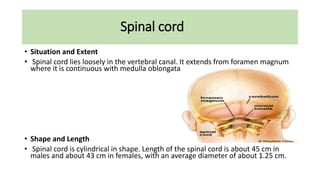 Spinal cord
• Situation and Extent
• Spinal cord lies loosely in the vertebral canal. It extends from foramen magnum
where it is continuous with medulla oblongata
• Shape and Length
• Spinal cord is cylindrical in shape. Length of the spinal cord is about 45 cm in
males and about 43 cm in females, with an average diameter of about 1.25 cm.
 