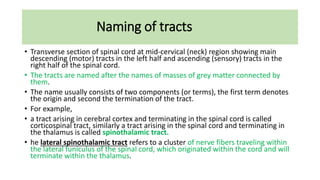 Naming of tracts
• Transverse section of spinal cord at mid-cervical (neck) region showing main
descending (motor) tracts in the left half and ascending (sensory) tracts in the
right half of the spinal cord.
• The tracts are named after the names of masses of grey matter connected by
them.
• The name usually consists of two components (or terms), the first term denotes
the origin and second the termination of the tract.
• For example,
• a tract arising in cerebral cortex and terminating in the spinal cord is called
corticospinal tract, similarly a tract arising in the spinal cord and terminating in
the thalamus is called spinothalamic tract.
• he lateral spinothalamic tract refers to a cluster of nerve fibers traveling within
the lateral funiculus of the spinal cord, which originated within the cord and will
terminate within the thalamus.
 