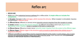 Reflex arc
• REFLEX ARC
• Reflex arc is the anatomical nervous pathway for a reflex action. A simple reflex arc includes five
components.
• 1. Receptor: Receptor is the end organ, which receives the stimulus. When receptor is stimulated, impulses
are generated in afferent nerve.
• 2. Afferent Nerve: Afferent or sensory nerve transmits sensory impulses from the receptor to center.
• 3. Center: Center receives the sensory impulses via afferent nerve fibers and in turn, it generates
appropriate motor impulses. Center is located in the brain or spinal cord.
• 4. Efferent Nerve: Efferent or motor nerve transmits motor impulses from the center to the effector organ.
• 5. Effector Organ: Effector organ is the structure such as muscle or gland where the activity occurs in
response to stimulus.
• (Afferent and efferent nerve fibers may be connected directly to the center. In some places, one or more
neurons are interposed between these nerve fibers and the center. Such neurons are called(connector
neurons or internuncial neurons or interneurons.)
 