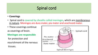Spinal cord
• Coverings
• Spinal cord is covered by sheaths called meninges, which are membranous
in nature. Meninges are dura mater, pia mater and arachnoid mater.
• These coverings continue
as coverings of brain.
Meninges are responsible
for protection and
nourishment of the nervous
tissues.
 