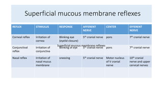 Superficial mucous membrane reflexes
REFLEX STIMULUS RESPONSE AFFERENT
NERVE
CENTER EFFERENT
NERVE
Corneal reflex Irritation of
cornea
Blinking eye
(eyelid closure)
5th cranial nerve pons 7th cranial nerve
Conjunctival
reflex
Irritation of
conjunctiva
Blinking of eye 5th cranial nerve pons 7th cranial nerve
Nasal reflex Irritation of
nasal mucus
membrane
sneezing 5th cranial nerve Motor nucleus
of V cranial
nerve
10th cranial
nerve and upper
cervical nerves
Superficial mucous membrane reflexes
 