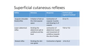 Superficial cutaneous reflexes
Reflex Stimulus Response Central spinal
segment involved
Scapular (shoulder
blade)reflex
Irritation of skin at
the interscapular
space
Contraction of
scapular muscles
and drawing in of
scapula
C5 to T1
Lower abdominal
reflex
Stroking the
abdominal wall at
umbilical and iliac
level
contraction of
abdominal muscle
and movement of
umbilicus towards
the site of stroke
T10 to T12
Gluteal reflex Stroking the skin
over glutei
Contraction of glutei L4 to S1,2
 