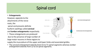 Spinal cord
• Enlargements
However, opposite to the
attachments of the nerve
roots, the
spinal cord presents definite
fusiform swellings called cervical
and lumbar enlargements respectively.
• These enlargements are produced
due to the presence of large number of
large motor neurons in these regions to
supply the musculature of the upper and lower limbs and associated girdles.
• The cervical enlargement extends from C5 to T1 spinal segments whereas lumbar
enlargement extends from L2 to S3 spinal segments.
 
