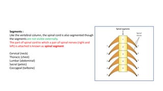 Segments :
Like the vertebral column, the spinal cord is also segmented though
the segments are not visible externally.
The part of spinal cord to which a pair of spinal nerves (right and
left) is attached is known as spinal segment
Cervical (neck)
Thoracic (chest)
Lumbar (abdominal)
Sacral (pelvic)
Coccygeal (tailbone)
 