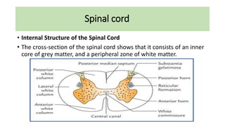 Spinal cord
• Internal Structure of the Spinal Cord
• The cross-section of the spinal cord shows that it consists of an inner
core of grey matter, and a peripheral zone of white matter.
 