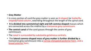 • Grey Matter
• In cross-section of cord the grey matter is seen as H-shaped (or butterfly-
shaped) fluted column, extending throughout the length of the spinal cord.
• It is divided into symmetrical right and left comma-shaped masses which
are connected across the midline by a transverse grey commissure.
• The central canal of the cord passes through the centre of grey
commissure.
• The canal is surrounded by substantia gelatinosa centralis.
• The lateral comma-shaped mass of grey matter is further divided by a
transverse grey commissure into a narrow elongated posterior horn, and a
broad anterior horn.
 