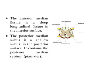 ● The anterior median
fissure is a deep
longitudinal fissure in
theanterior surface.
● The posterior median
sulcus is a shallow
sulcus in the posterior
surface. It contains the
posterior median
septum (piamater).
 